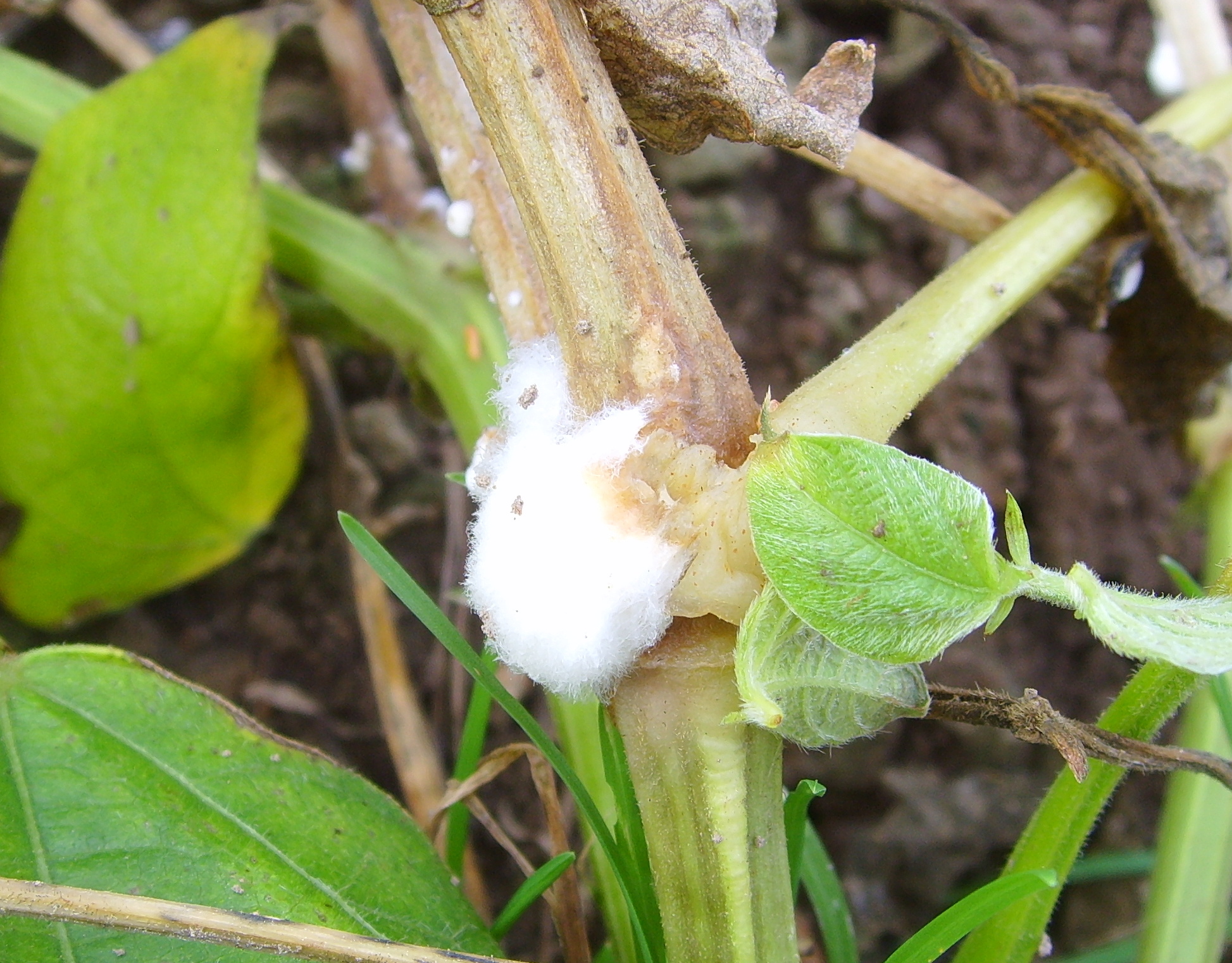Представитель Семейства Sclerotiniaceae